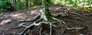 Photo de multiples racines d'arbre